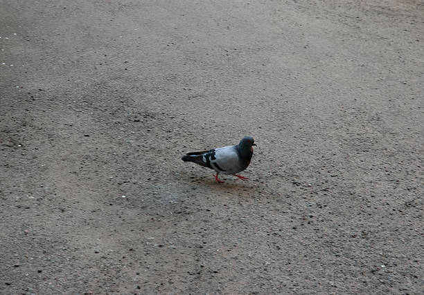 a pigeon walking on the sidewalk.