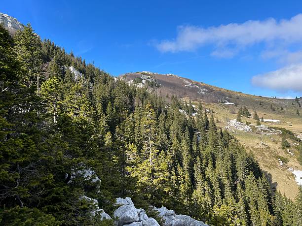 istock Mixed mountain forest and coniferous trees during early spring - Northern Velebit National Park, Croatia (Miješana planinska šuma i crnogorično drveće tijekom ranog proljeća - Nacionalni park Sjeverni Velebit, Hrvatska) 2206730623