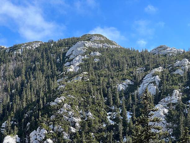 istock Mixed mountain forest and coniferous trees during early spring - Northern Velebit National Park, Croatia (Miješana planinska šuma i crnogorično drveće tijekom ranog proljeća - Nacionalni park Sjeverni Velebit, Hrvatska) 2206730904