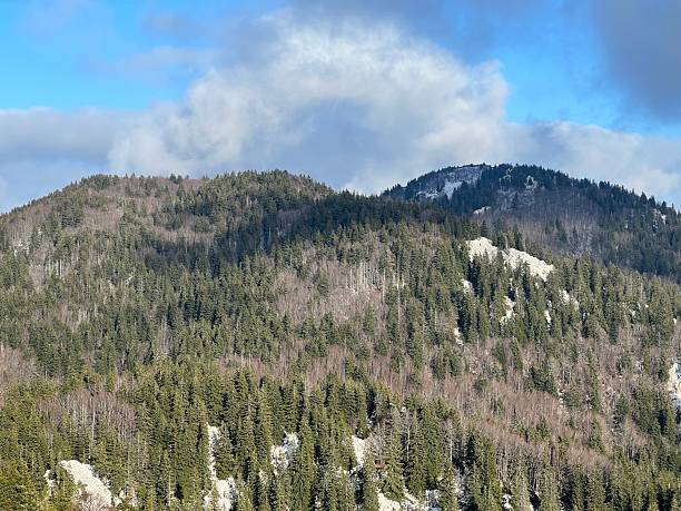 istock Mixed mountain forest and coniferous trees during early spring - Northern Velebit National Park, Croatia (Miješana planinska šuma i crnogorično drveće tijekom ranog proljeća - Nacionalni park Sjeverni Velebit, Hrvatska) 2206731512