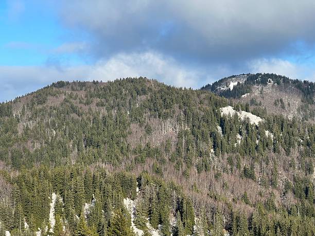 istock Mixed mountain forest and coniferous trees during early spring - Northern Velebit National Park, Croatia (Miješana planinska šuma i crnogorično drveće tijekom ranog proljeća - Nacionalni park Sjeverni Velebit, Hrvatska) 2206731515