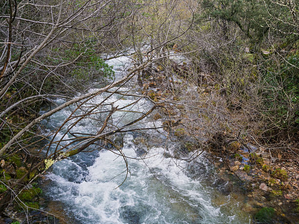 Mountain stream between the branches of trees and bushes in winter