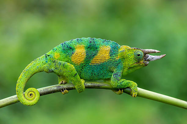 istock a Jackson chameleon of Uganda 2206731798
