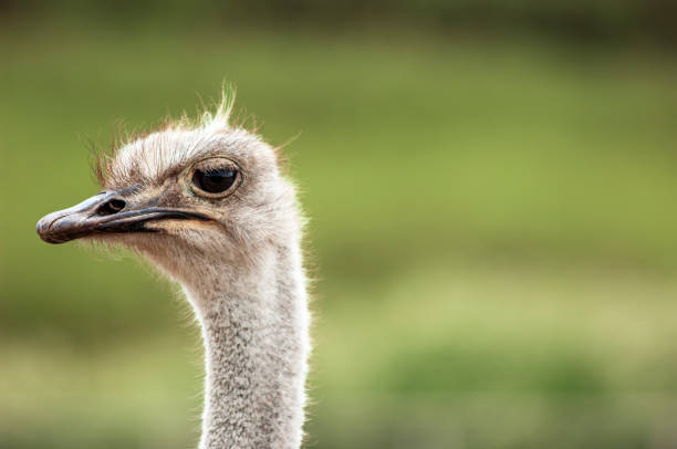 istock Close-up Head Shot of Ostrich 2206734289