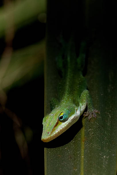 istock A vibrant green anole lizard is perched on a textured green leaf, partially obscured by shadows. 2206736956
