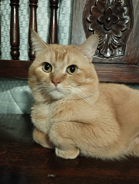 istock a ginger colored short hair cat resting on a wooden couch 2206739307