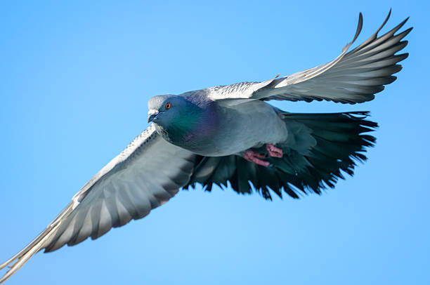 istock Close-up of Rock Pigeon flying under blue sky 2206740545