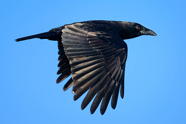 istock Close-up of American Crow flying under blue sky 2206740547