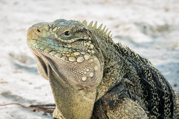 istock Close-up of Cuban Ground Iguana head 2206740559