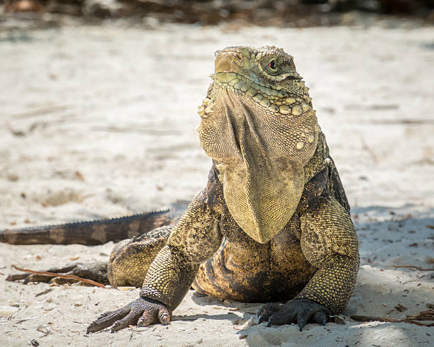 Close-up of Cuban Ground Iguana head (Cuban Rock Iguana) on beach