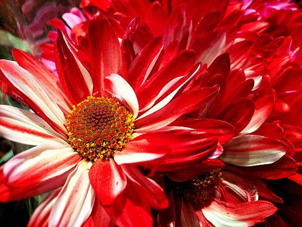 Bunch of daisies with one close up and selective focus