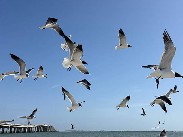 istock Seagulls Flying over Horizon with Bridge 2206743524