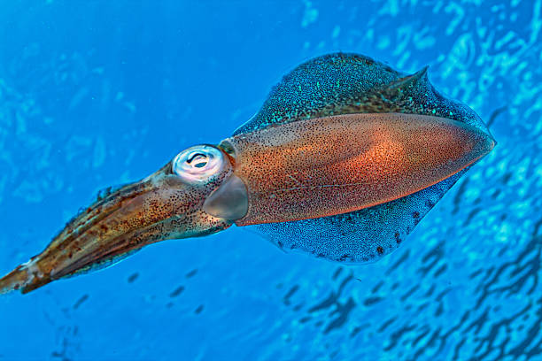 istock Caribbean reef squid ,Sepioteuthis sepioidea, 2206744030