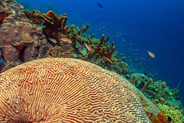 istock Caribbean coral garden, Bonaire 2206744183