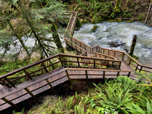 istock wooden walkway in forest 2206746197