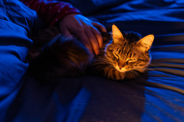 istock Pet owner caressing sleeping cat lying on bed at night 2206746545