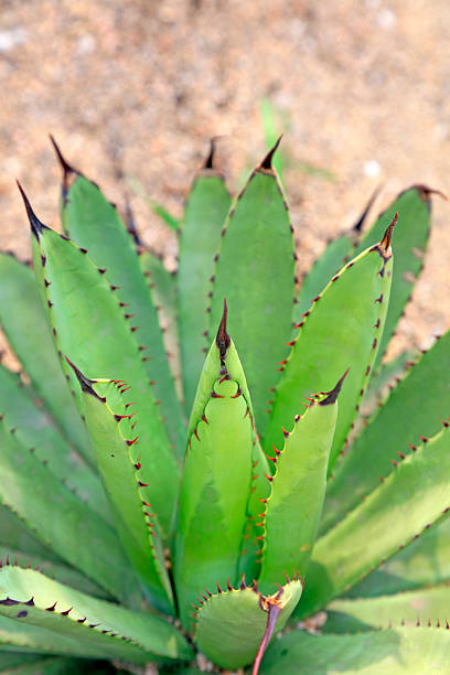 Agavaceae plant in a park
