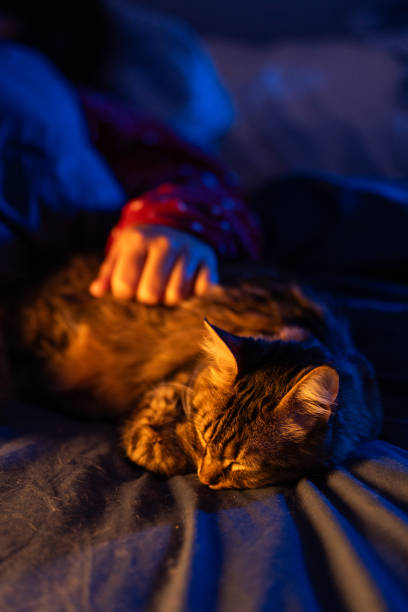 istock Woman gently petting sleeping cat on bed at night 2206746618