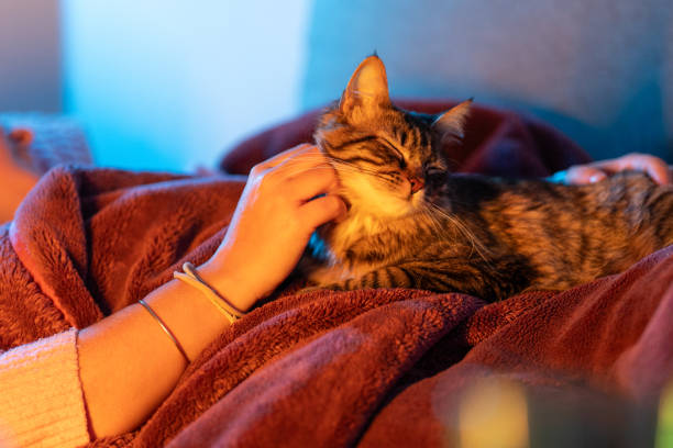 istock Young woman relaxing on sofa cuddling her cat under blanket at night 2206746702