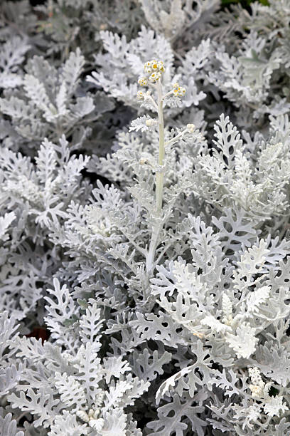 istock Cineraria in botanical garden 2206746735