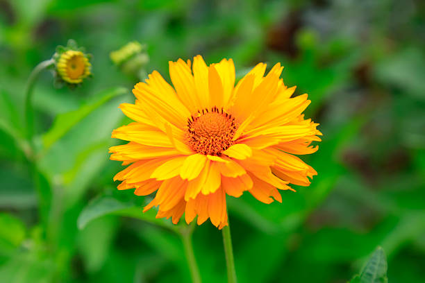 istock Saiju taro in the botanical garden 2206747110