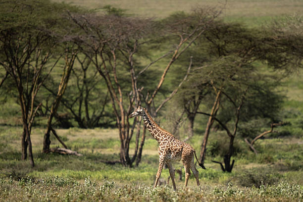istock Giraffe on the African plains 2206748994