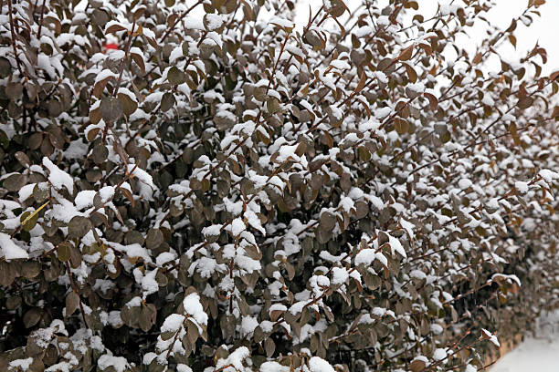 winter plants in the snow