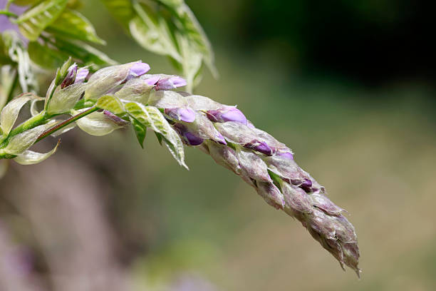 Wisteria buds in the garden