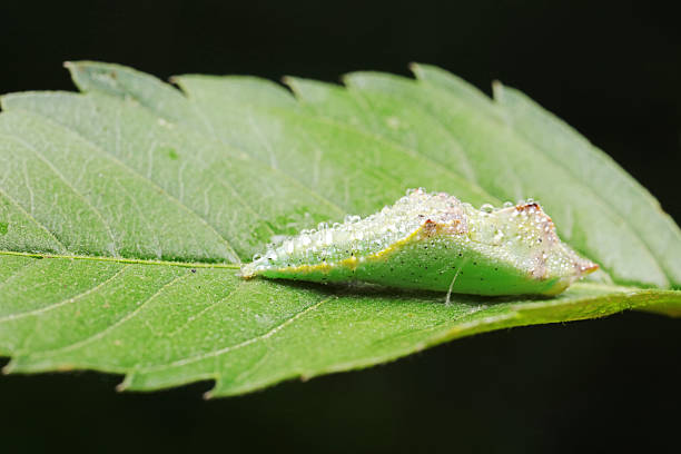 istock chrysalis of common cabbage worm on green leaves 2206750991