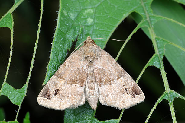 istock Moths in the nature 2206751102