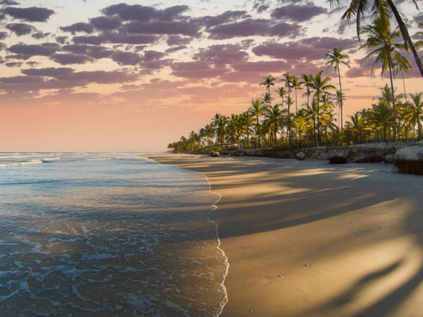 Tropical beach with coconut trees at sunset.