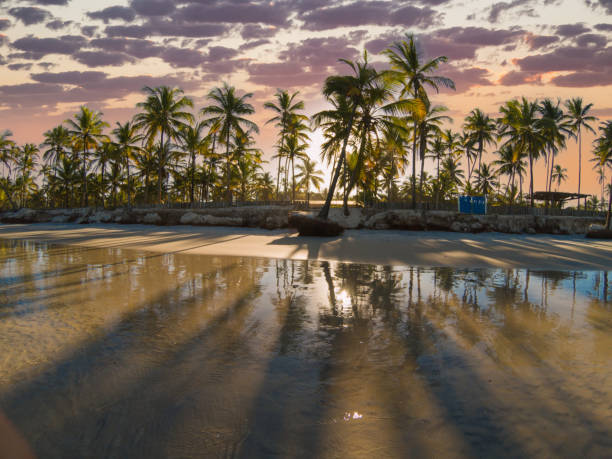 istock Tropical beach at sunset with palm trees reflecting on wet sand creating a serene and warm atmosphere 2206753077