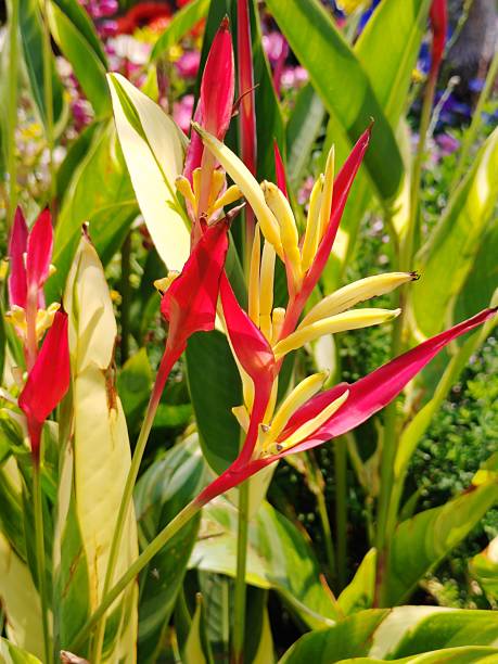 Heliconia psittacorum 'Lady'