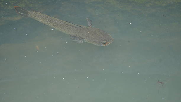 istock Snakehead or Channa orientalis Fish inside the water. 2206754295