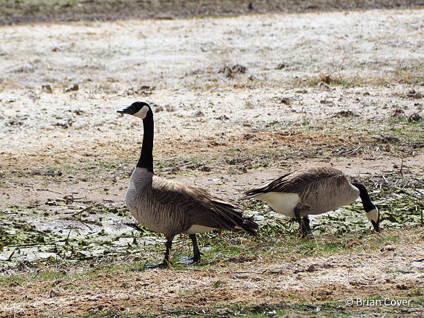 istock Two Canada Geese In A Natural Wetland Ecosystem Habitat 2206755886