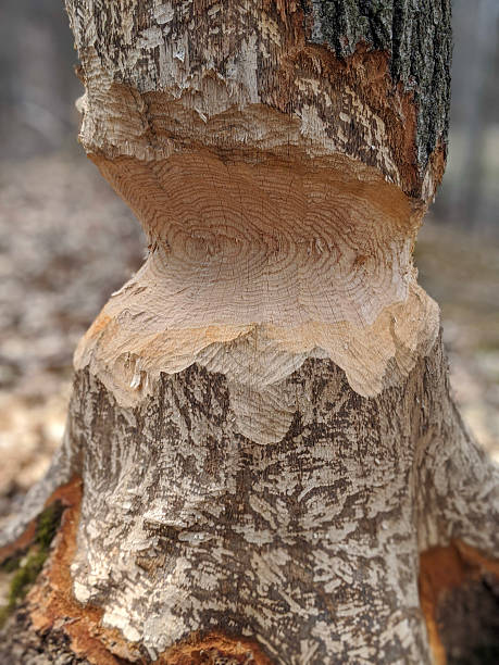 istock A Close-up of a Tree Damaged by Beavers 2206758170