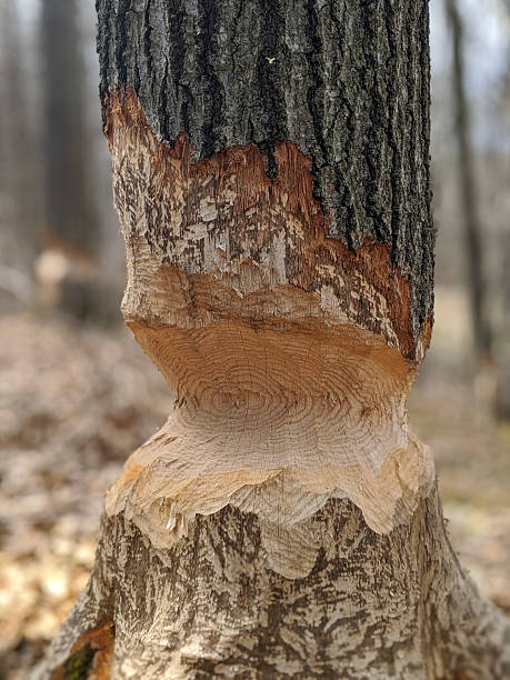 istock A Close-up of a Tree Damaged by Beavers 2206758194