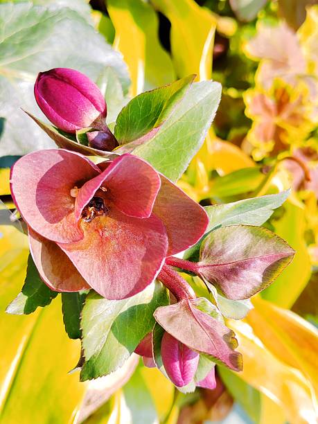 Hellebore 'Black Beauty'