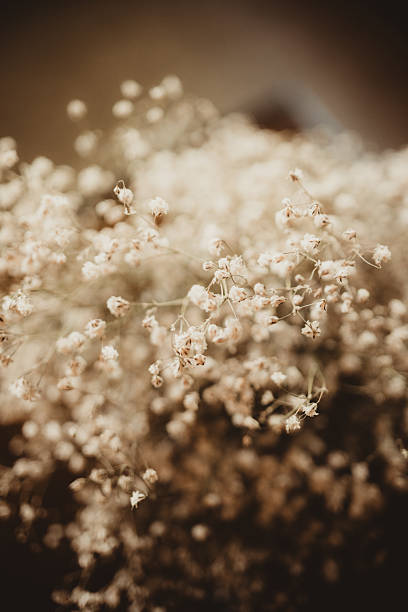 Dried baby's breath flowers as neutral beige boho background