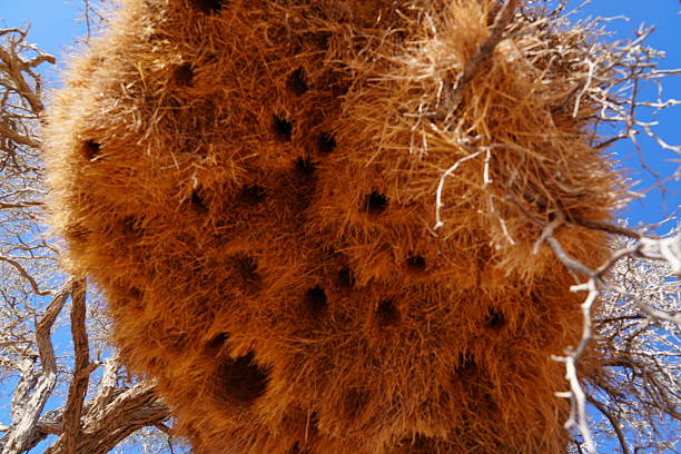 istock Sociable Weaver Bird Nest Close-up 2206759938