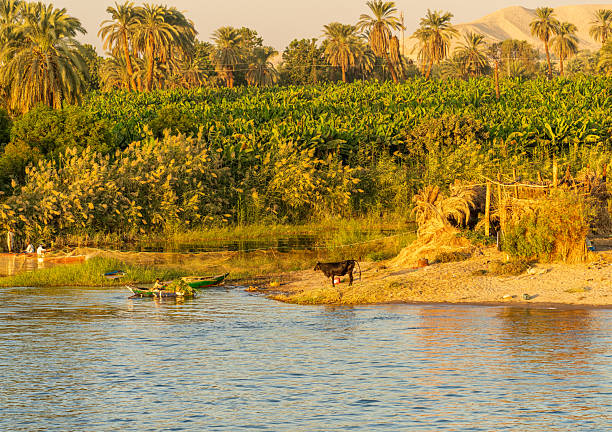 Beautiful nature (palm trees, grass, hills, sand) of the coastline of the Nile river part called First Cataract, Aswan, Egypt