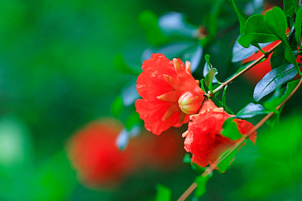 Pomegranate flowers in the park