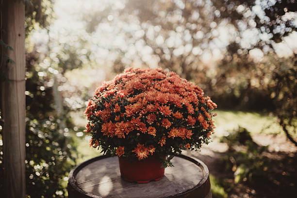 Flower pot with orange autumn mum decoration on front porch