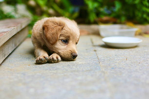 cute dog laying on the ground to rest