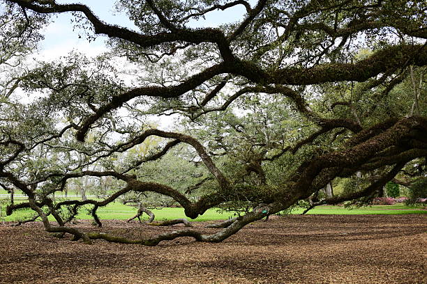 istock Oak Alley Plantation 2206764731