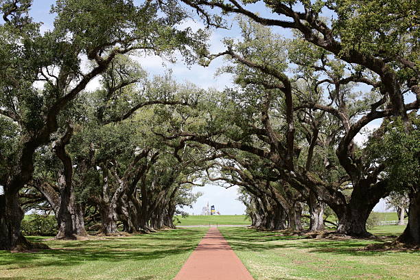 Oak Ally Plantation in Louisiana