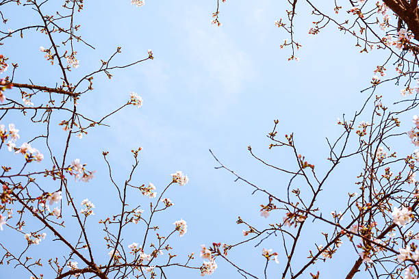 Looking up at natural frame of blossoming cherry branches in springtime