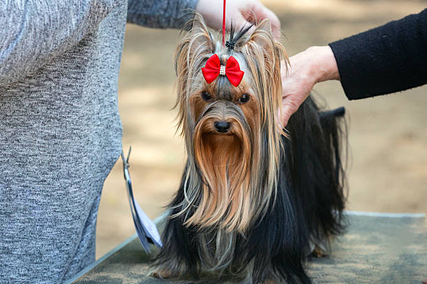 istock Yorkshire Terrier breed dog at a dog show 2206766958