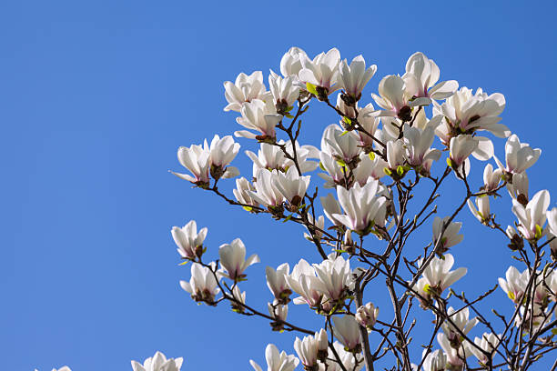 Beautiful white magnolia flower