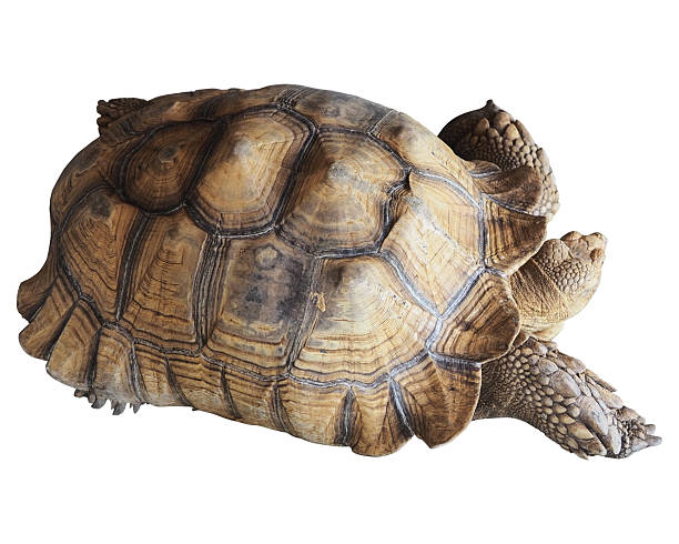 istock Tortoise isolated on white background. top view tortoise clipping path isolated object. tortoise is walking clipart for isolated , clipping path , clipart element 2206767171